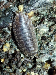 Porcellio debueni
