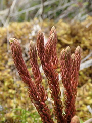 Phlegmariurus crassus