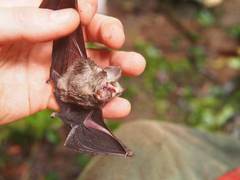 Hipposideros caffer