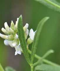 Ladeania lanceolata