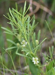 Ladeania lanceolata