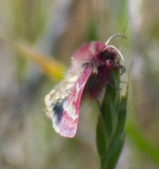 Schinia pulchripennis