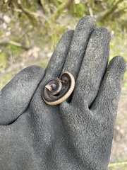 Californiulus
