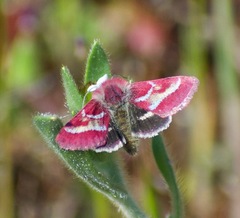 Schinia pulchripennis