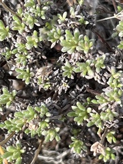 Eriogonum thymoides