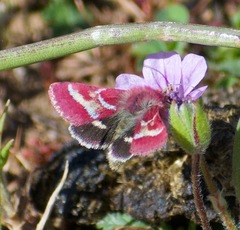Schinia pulchripennis