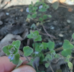 Veronica sublobata
