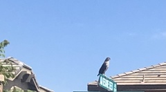 Accipiter cooperii