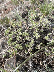 Eriogonum thymoides