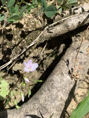 Claytonia caroliniana