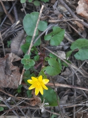 Ficaria verna