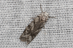 Lichenaula onychotypa