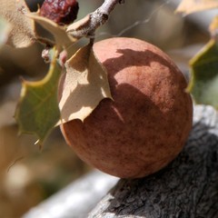 Atrusca brevipennata