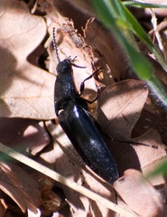 Melanactes densus