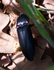 Melanactes densus