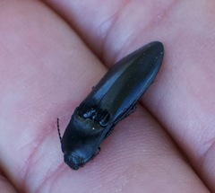 Melanactes densus