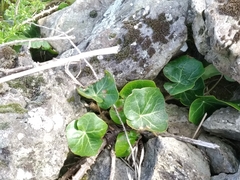 Hedera azorica