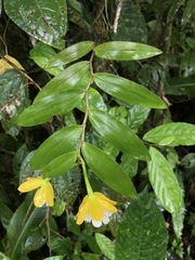 Epidendrum wallisii