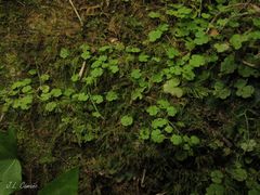 Hesperocodon hederaceus