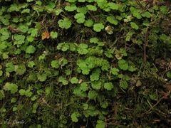 Hesperocodon hederaceus