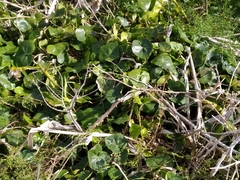 Hedera azorica