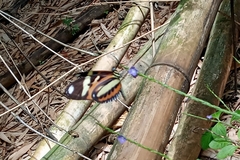 Heliconius ethilla