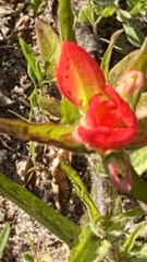 Castilleja indivisa