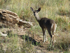 Odocoileus virginianus couesi