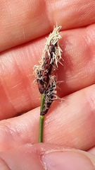 Carex montana