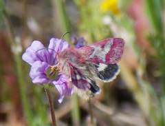 Schinia pulchripennis