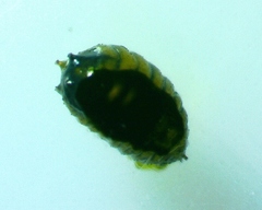 Aulagromyza orbitalis