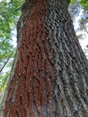 Trentepohlia umbrina