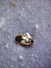 Hydroglyphus geminus