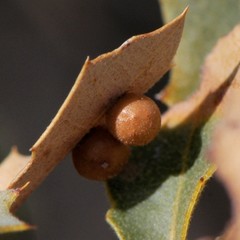 Sphaeroteras pulchripennis