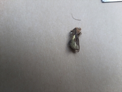 Thysanoplusia orichalcea