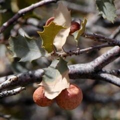 Atrusca brevipennata