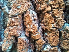 Trentepohlia umbrina