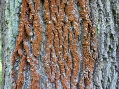 Trentepohlia umbrina