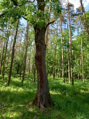 Trentepohlia umbrina