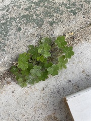 Oxalis pes-caprae