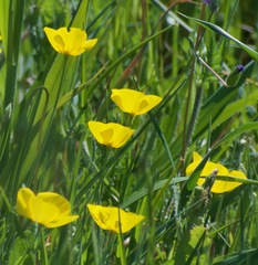 Eschscholzia lobbii