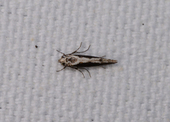 Agnippe prunifoliella