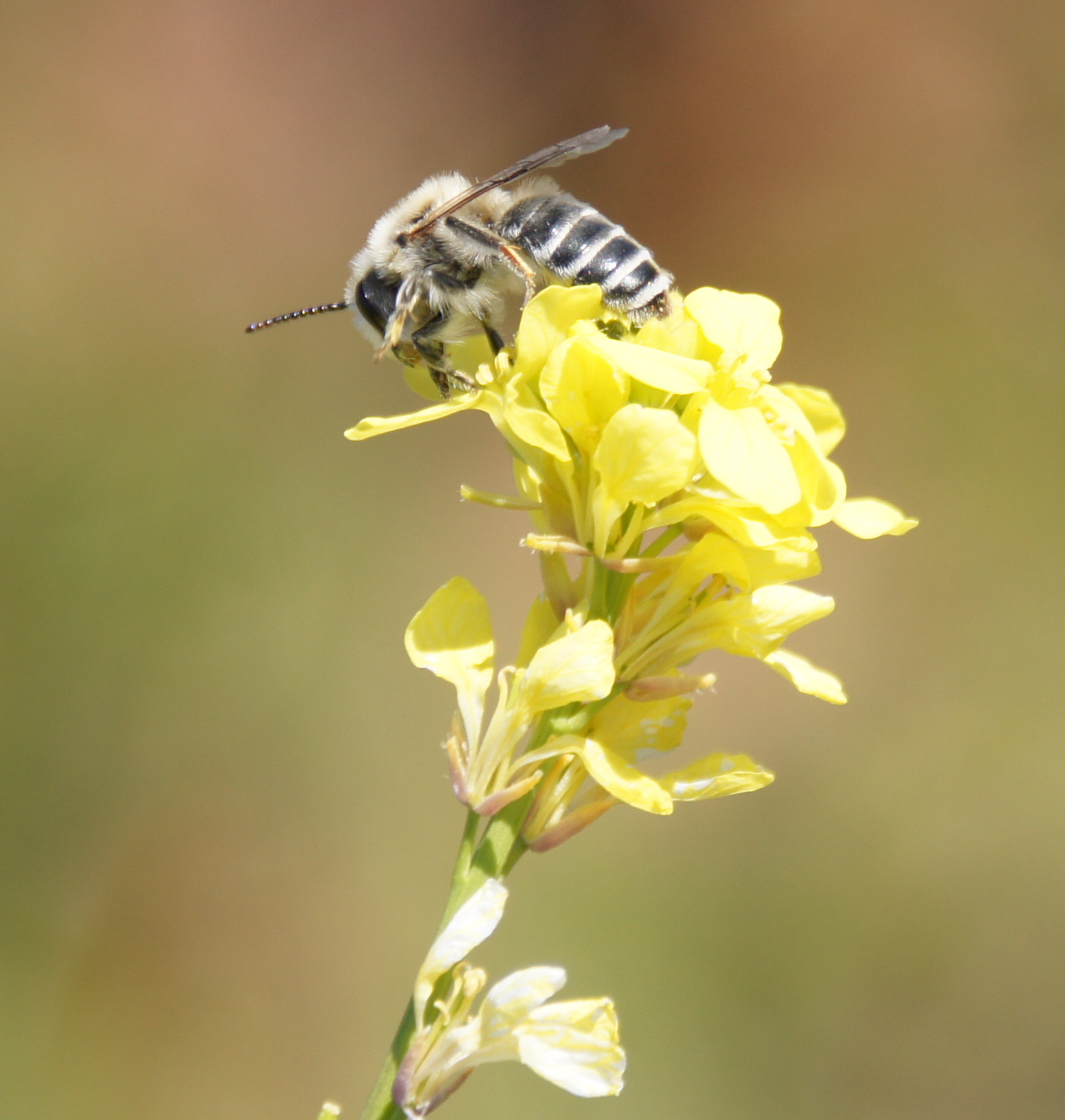 Andrena savignyi