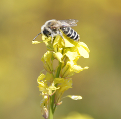 Andrena savignyi