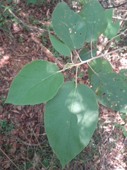 Helicteres baruensis