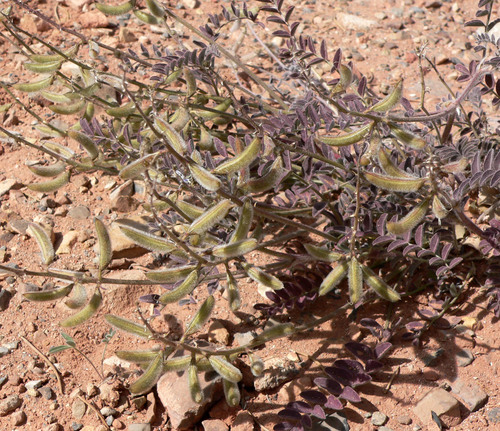 Astragalus villosus Michx.