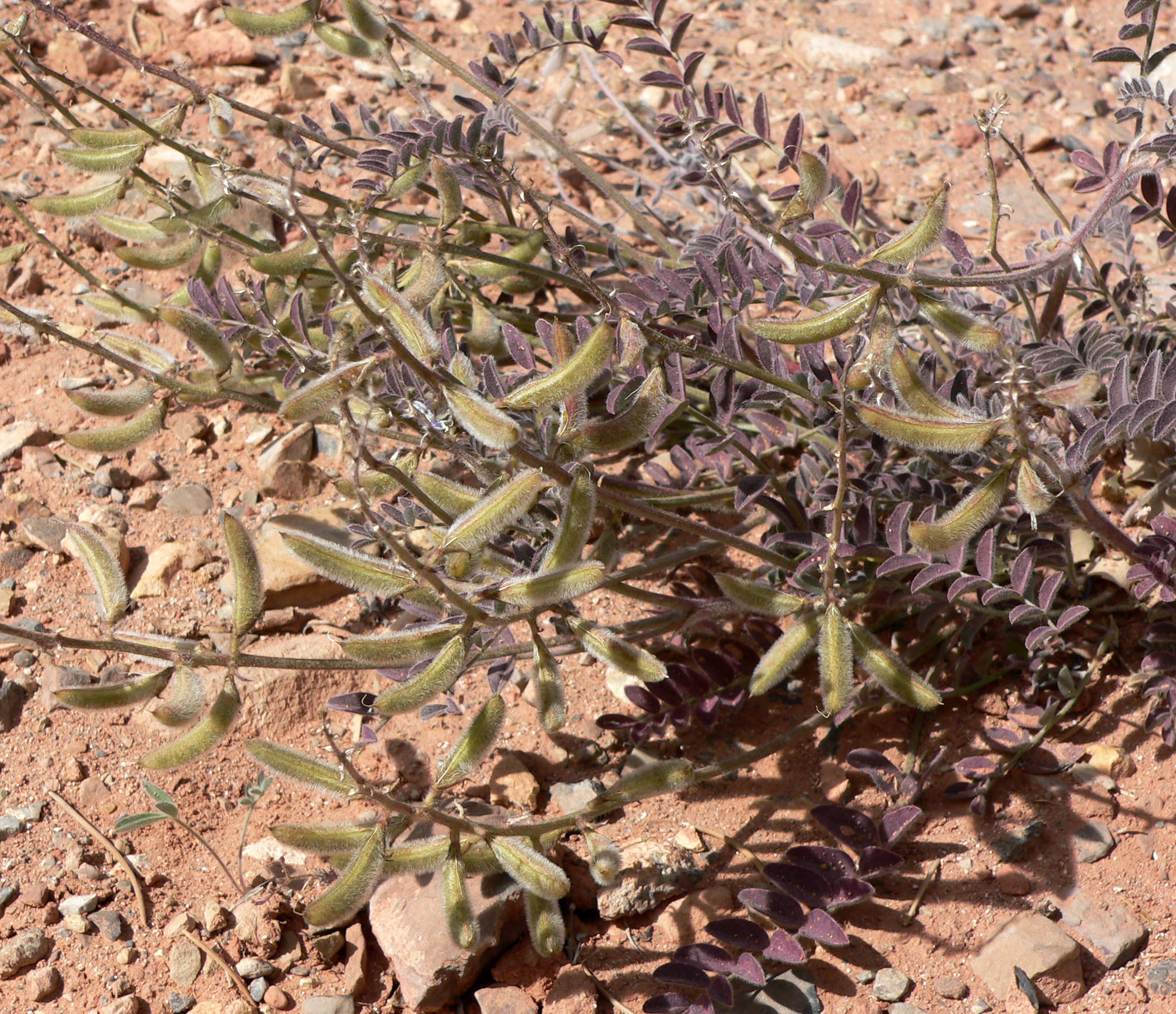 Astragalus minthorniae var. villosus