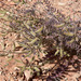 Astragalus minthorniae villosus - Photo (c) Stan Shebs, algunos derechos reservados (CC BY-SA)