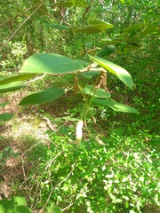 Helicteres baruensis