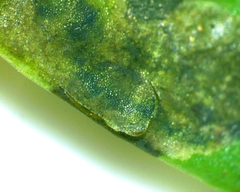 Aulagromyza orbitalis